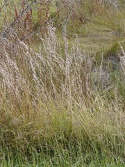 Schizachyrium littorale