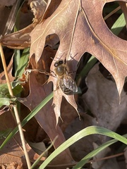 Apis mellifera