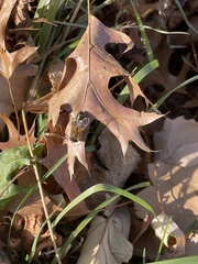 Apis mellifera