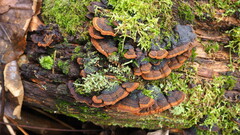 Hymenochaete rubiginosa