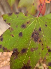 Cercospora liquidambaris