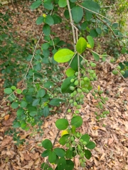 Ligustrum sinense