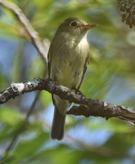 Empidonax flaviventris