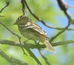 Empidonax flaviventris