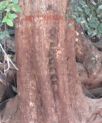 Rhynchonycteris naso