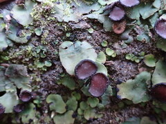 Peltigera venosa