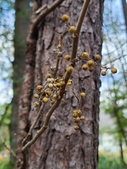 Toxicodendron radicans