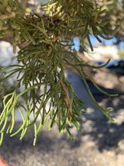 Juniperus
