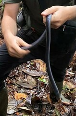 Caecilia subdermalis