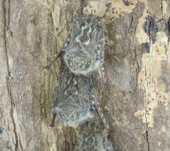 Rhynchonycteris naso