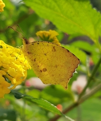 Abaeis salome jamapa