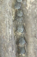 Rhynchonycteris naso