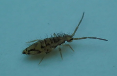 Entomobrya intermedia