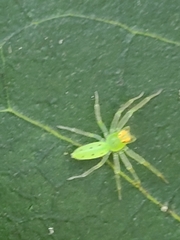 Lyssomanes viridis