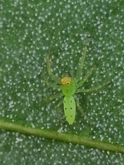 Lyssomanes viridis