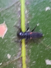 Harmonia axyridis