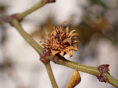 Asphondylia rosetta