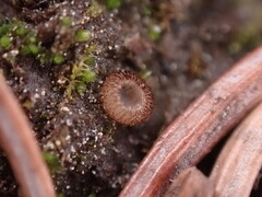 Trichophaea