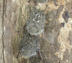 Rhynchonycteris naso
