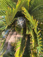 Argiope argentata