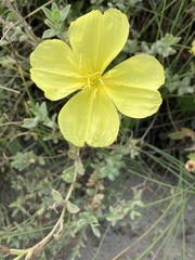 Oenothera drummondii