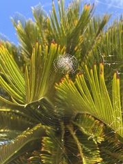 Argiope argentata