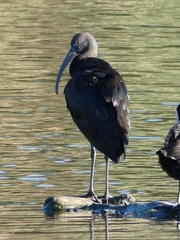 Plegadis falcinellus