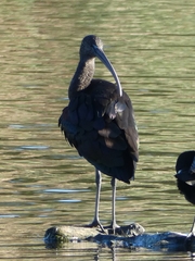 Plegadis falcinellus