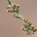 Artemisia herba-alba - Photo (c) José María,  זכויות יוצרים חלקיות (CC BY-NC), הועלה על ידי José María