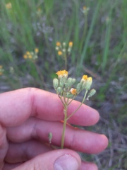 Pilosella caespitosa
