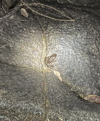Limnonectes blythii
