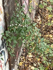 Clematis terniflora