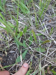 Pilosella caespitosa