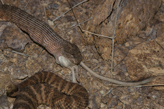 Crotalus tigris