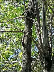 Melanerpes