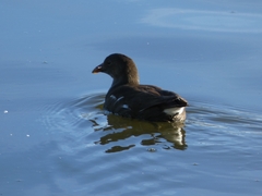 Gallinula chloropus