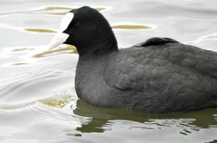 Fulica atra atra