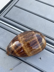 Macrocypraea cervus