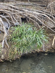 Cyperus alternifolius