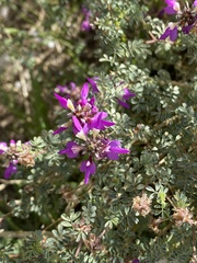 Dalea frutescens