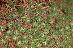 Azorella diapensioides