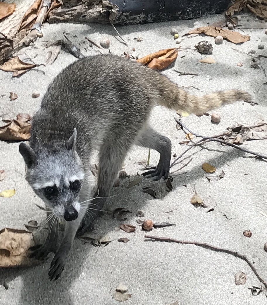 Mapache Raccoon NOX on X: 🚨🌸 TEMPORADA PRIMAVERA