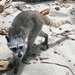 Raccoons - Photo (c) zufi, some rights reserved (CC BY-NC)