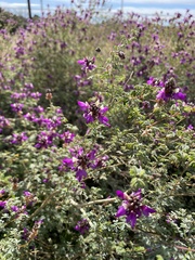 Dalea frutescens