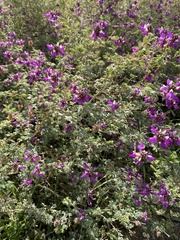 Dalea frutescens