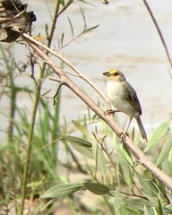 Ammodramus aurifrons