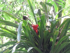 Canistrum aurantiacum