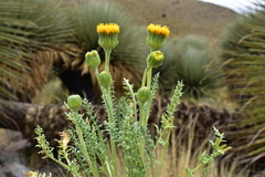 Senecio jarae