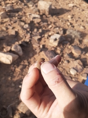 Saurodactylus harrisii