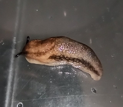 Arion fasciatus